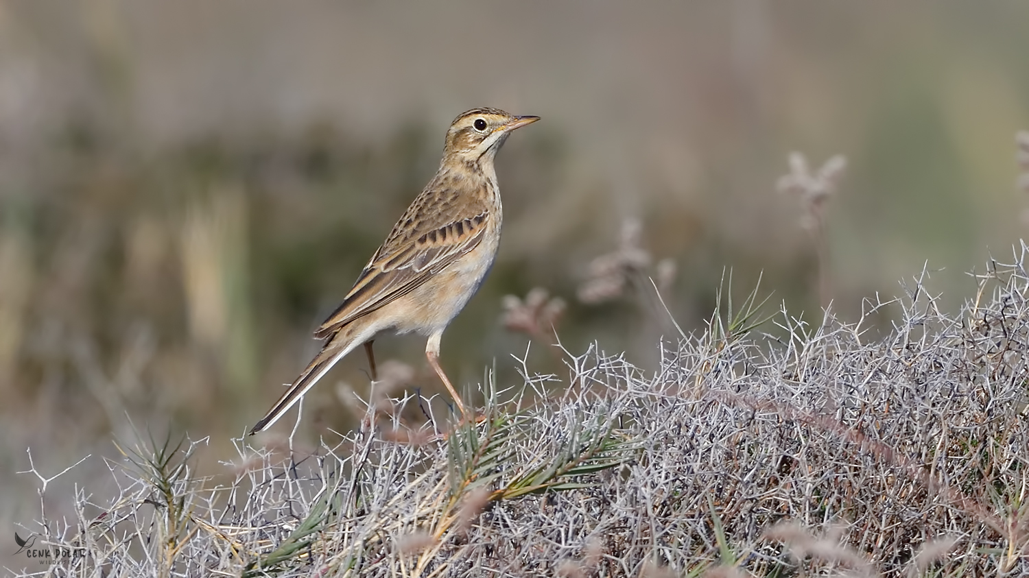 Richard's Pipit